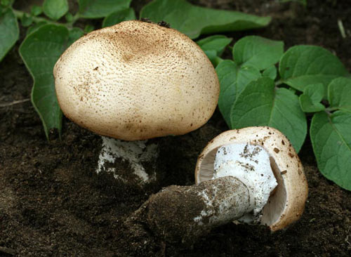 Agaricus subrufescens - Mushroom Species Images